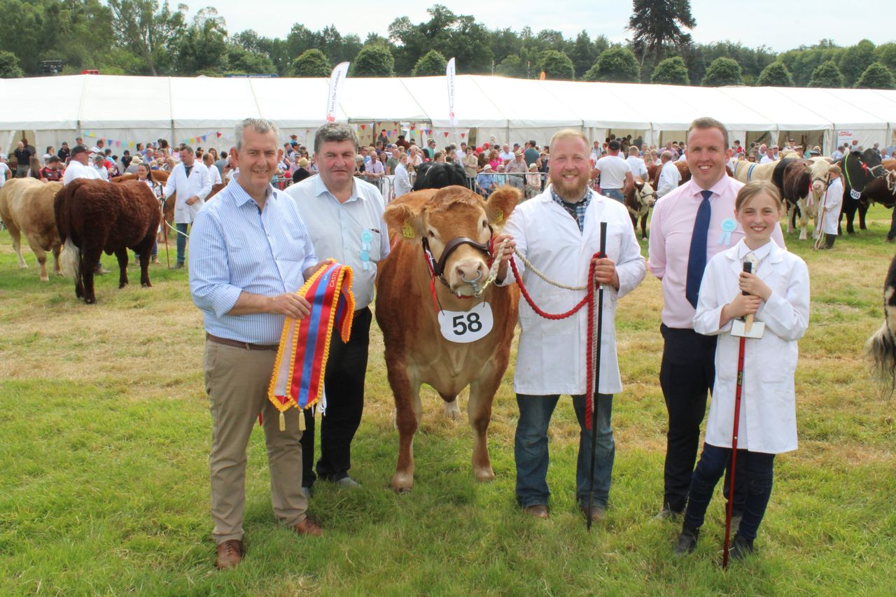 Co. Down bull among winners at Castlewellan Show