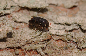Further measures introduced to stop bark beetle pest spreading