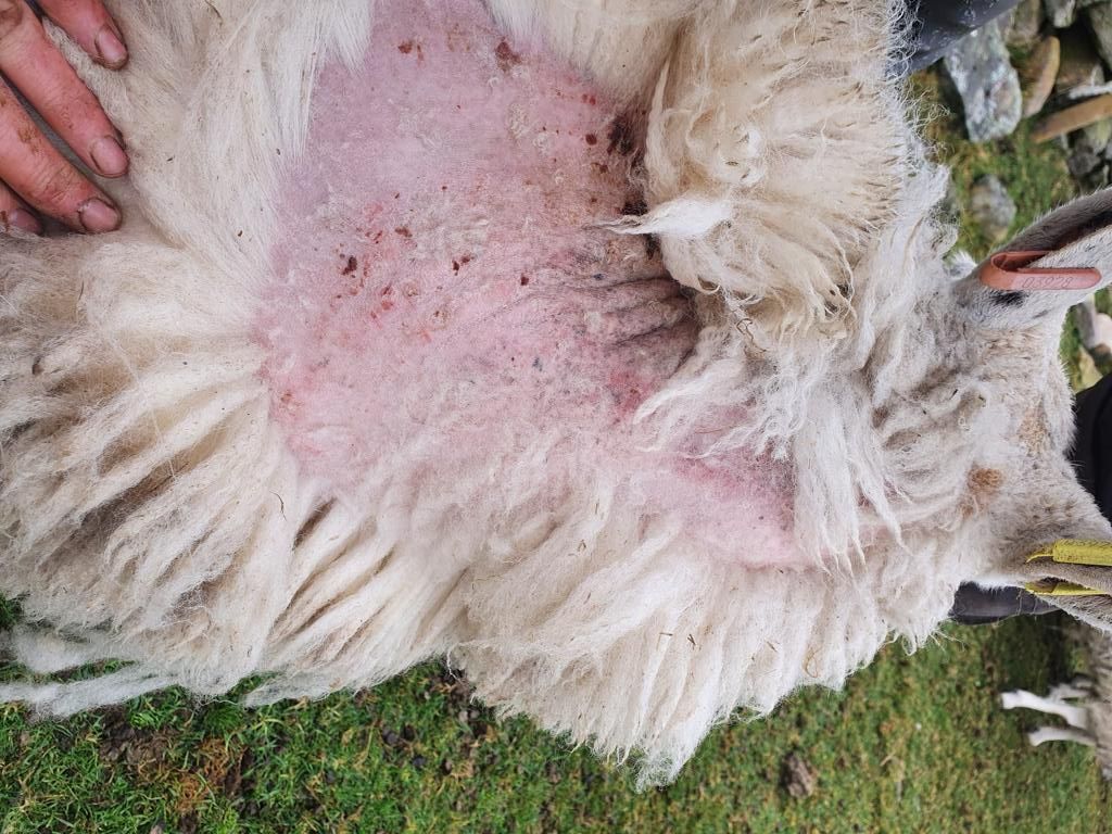Scientists fight to control sheep scab in the UK
