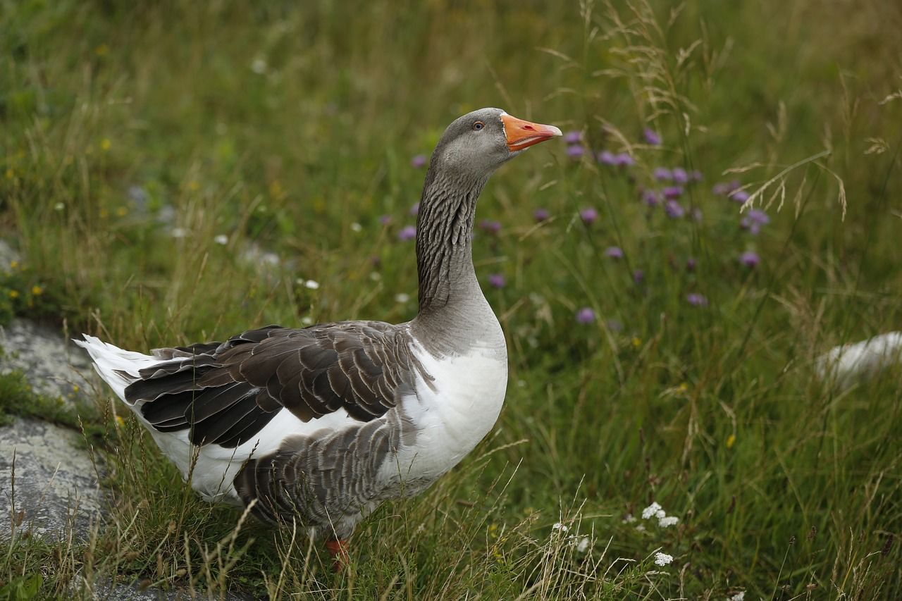 Bird flu confirmed in wild goose in Tyrone – DAERA