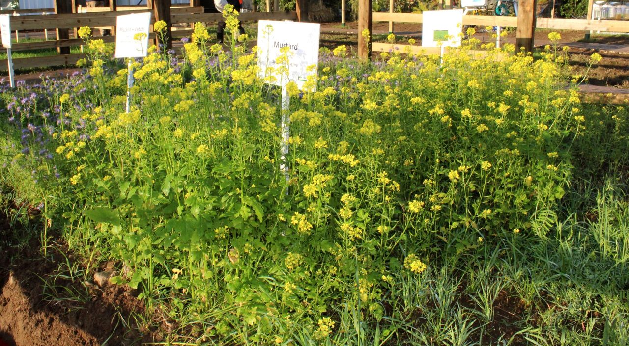 Recent study confirms best way to destroy cover crops