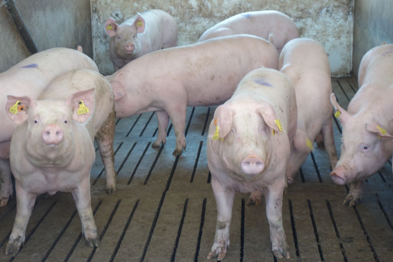 DAERA: Improved gilt litter size influences herd output