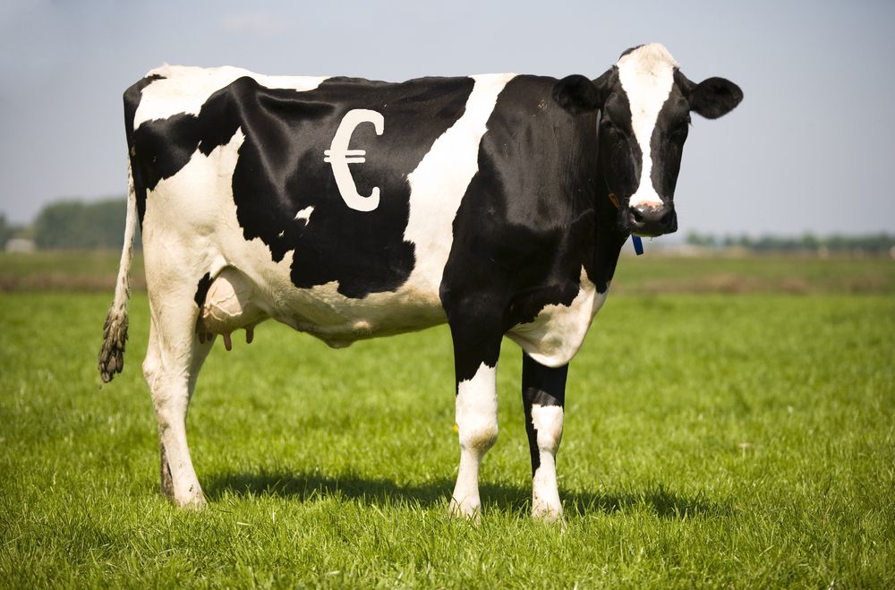 Simple steps to save up to €3,000 on your dairy farm