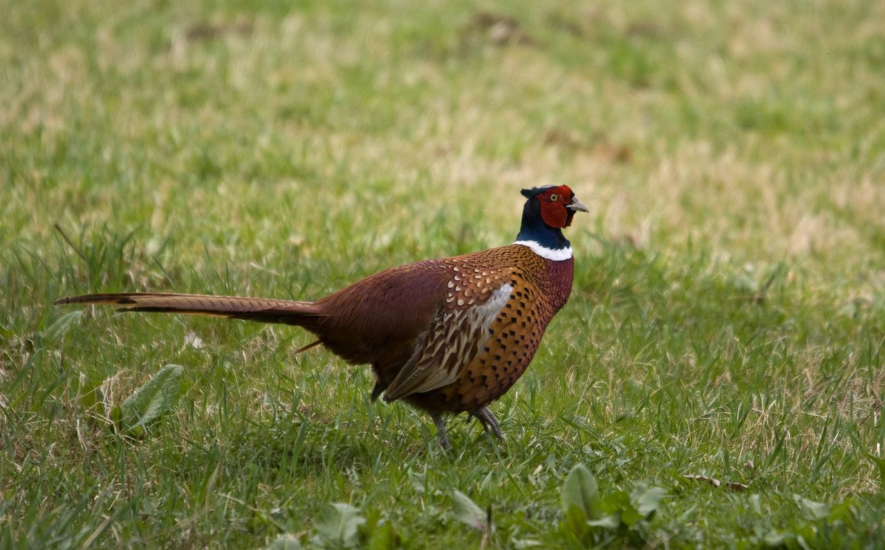 Bird flu outbreak detected in a UK flock of 10,000 pheasants