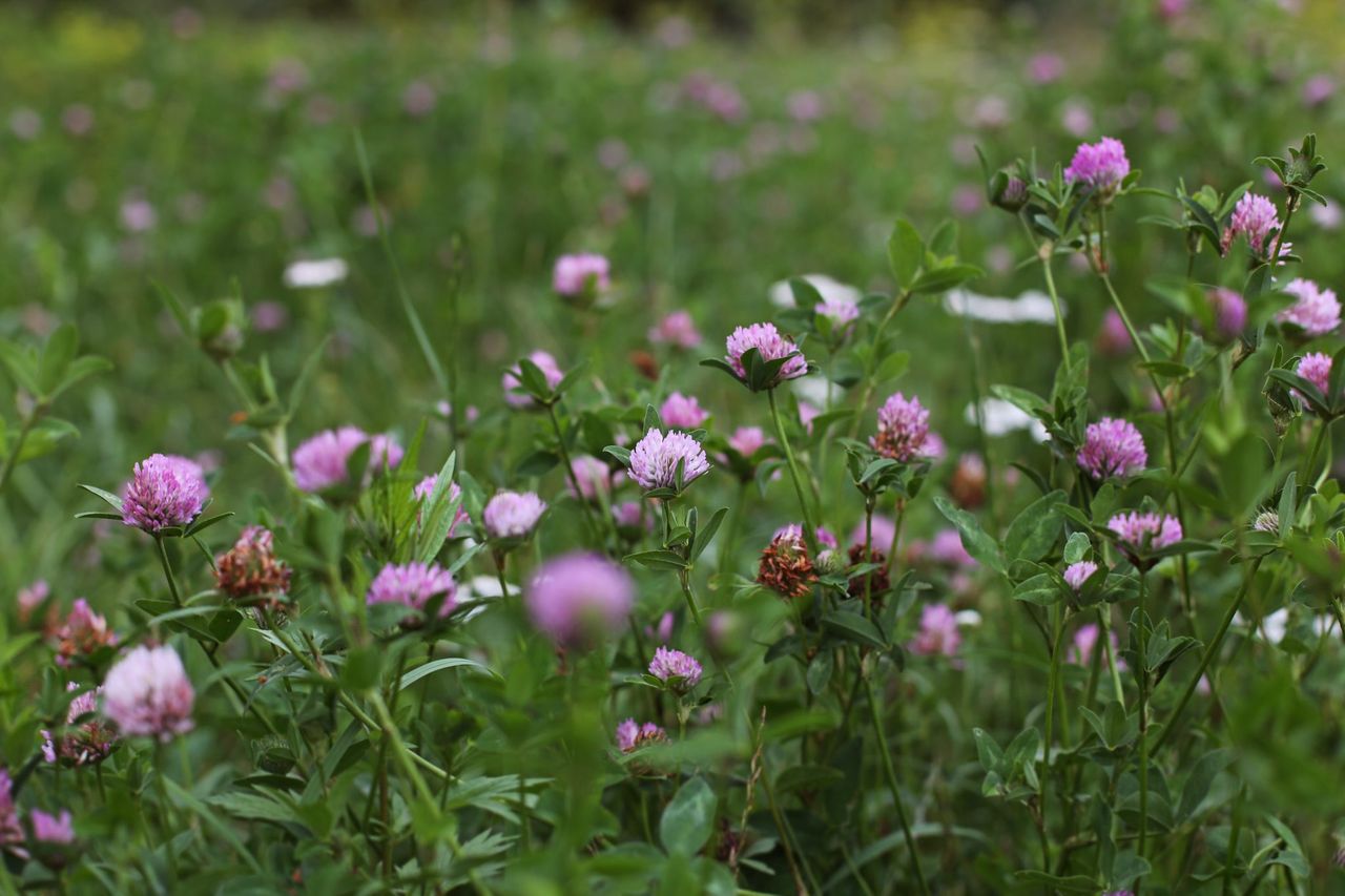 Optimising clover yields in grass swards