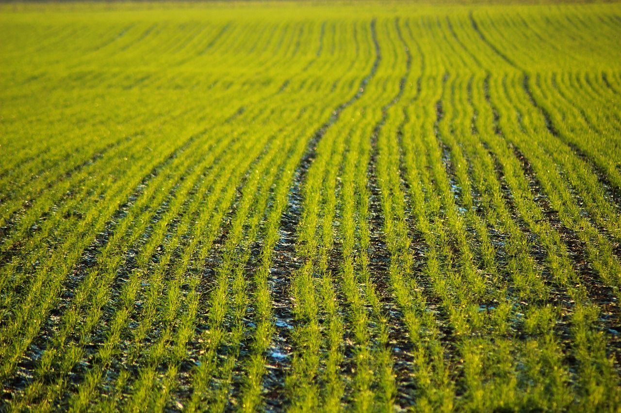Report: Nanotechnology can improve crop yields and fertiliser use