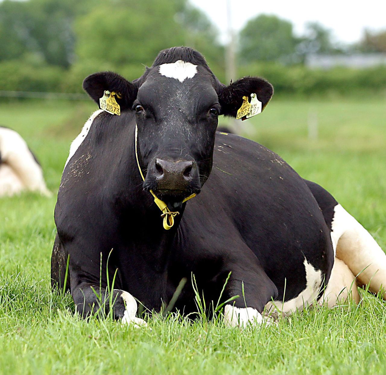Milk Quota Abolition – 100 Days to go!