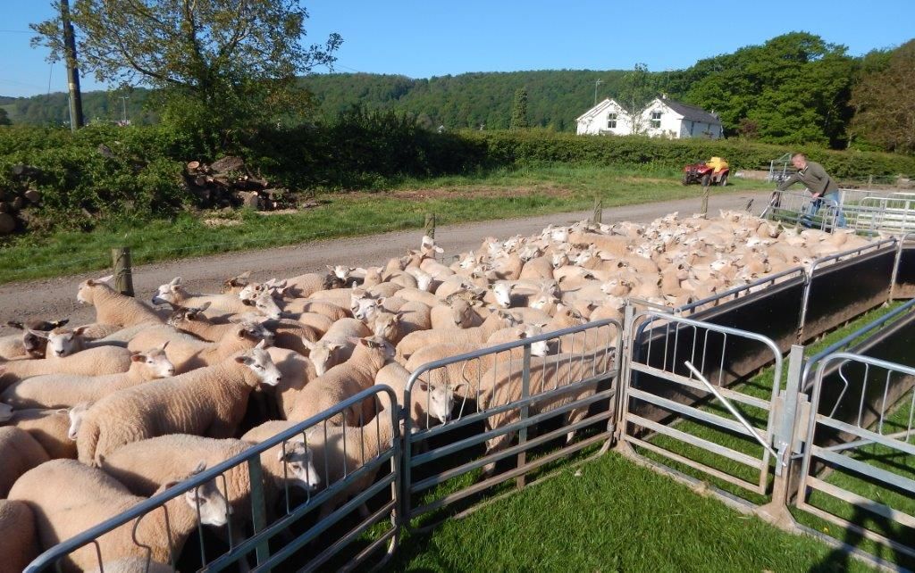 RamCompare nominations for 2023 breeding season now open