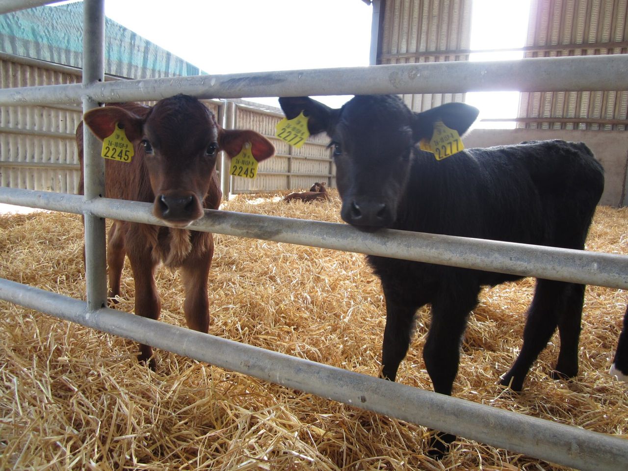 Testing new-born calves for BVD could soon be compulsory in North