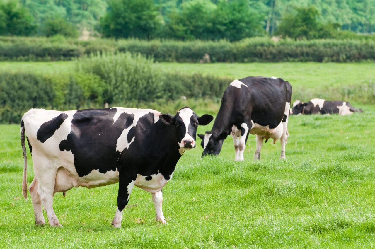 80% of cow health problems linked to dry cow management