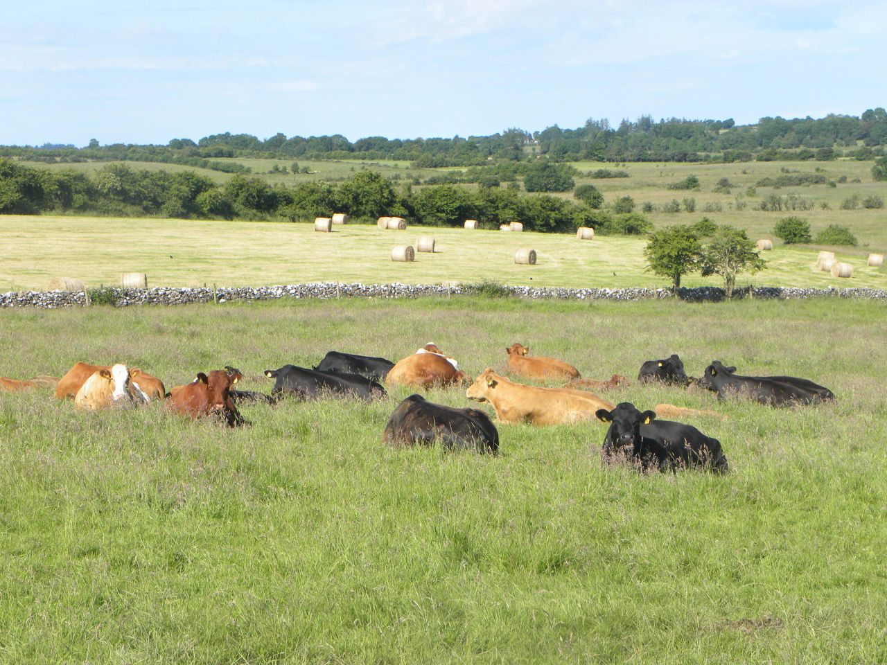 Cattle truck overturns on N11