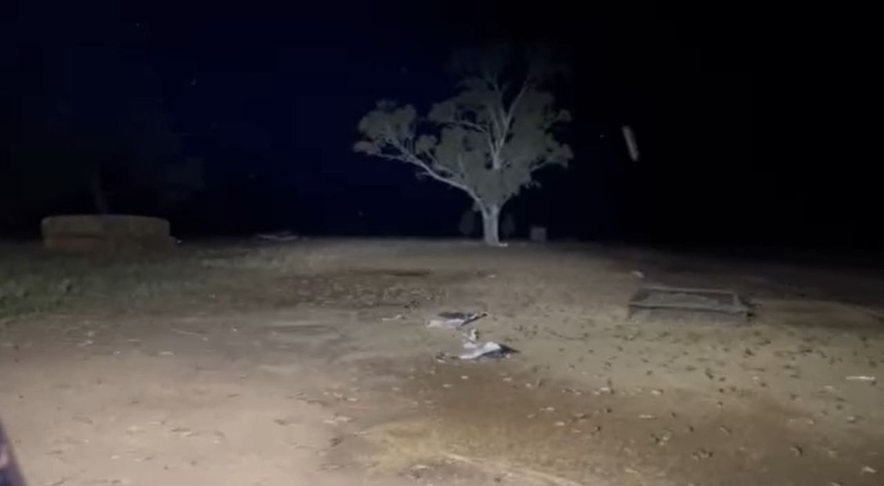 Video: Aussie farmers seek urgent action to combat ‘mice plague’