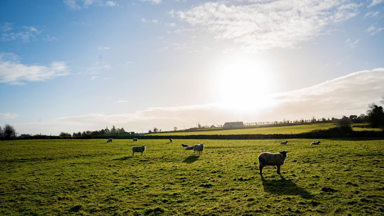 UK national sheep flock sees an increase in 2021