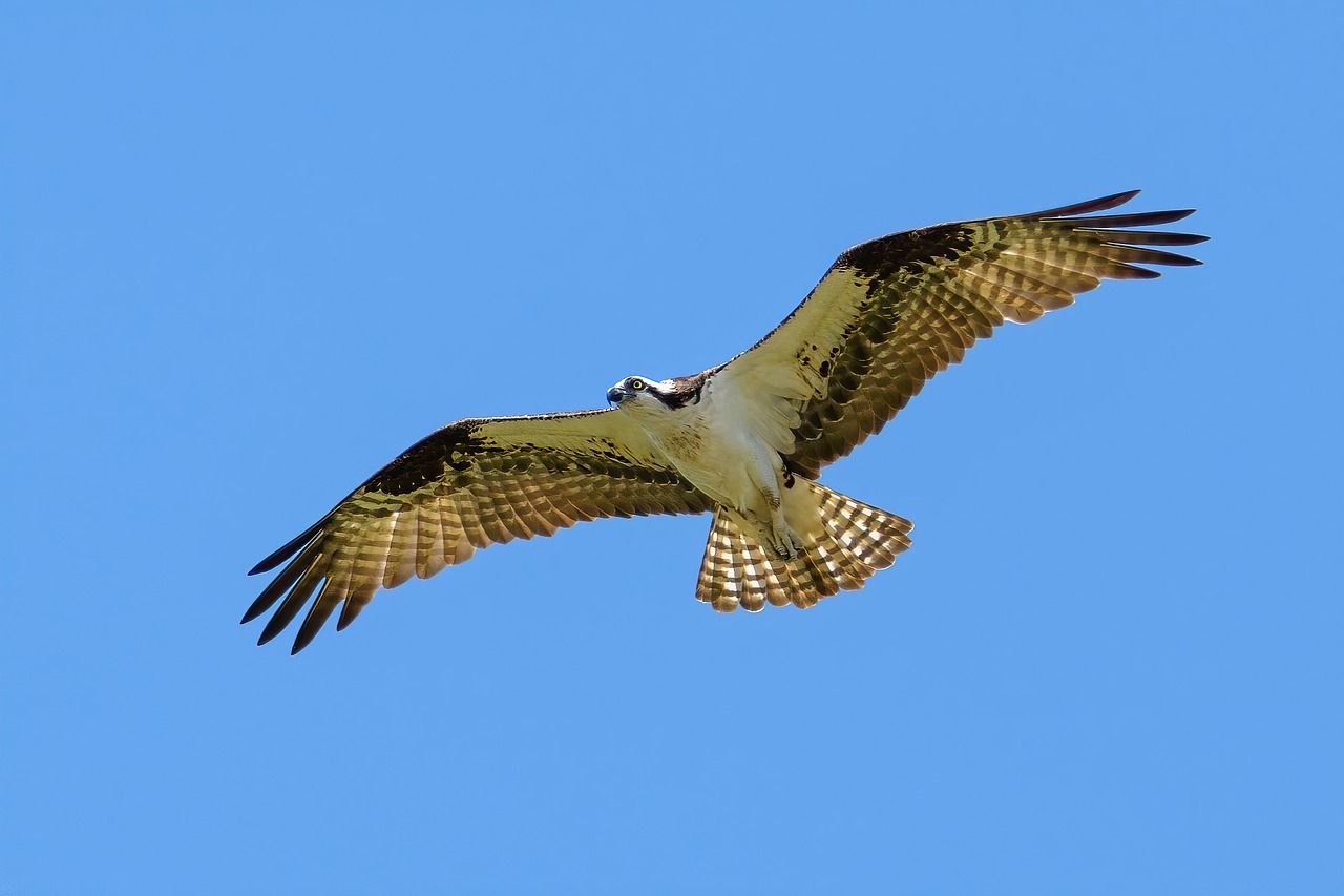 NPWS releases osprey chicks as part of reintroduction programme