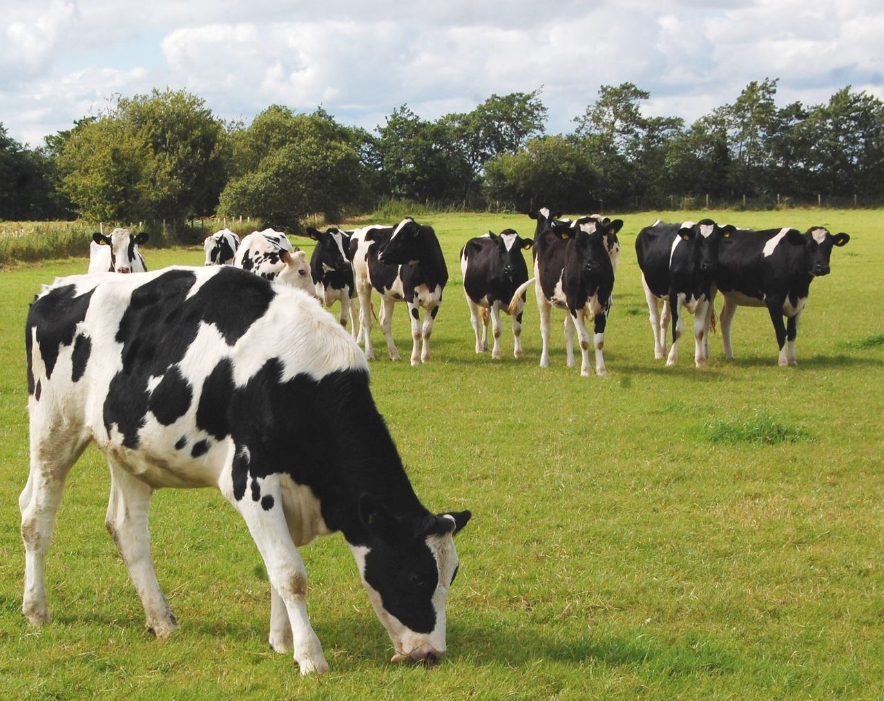 Grazing targets for replacement dairy heifers