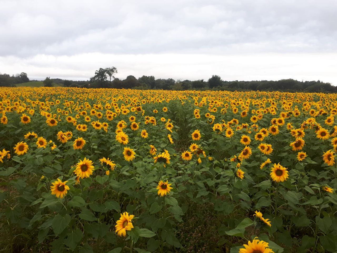 Northern Irish sunflower crop becomes surprise regional attraction