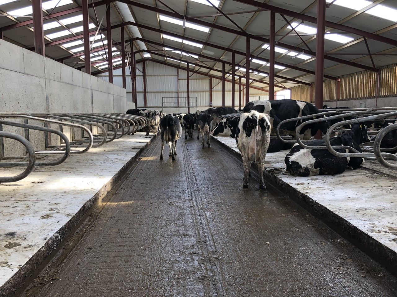 Dairy advice: Reducing mastitis risk during the dry period
