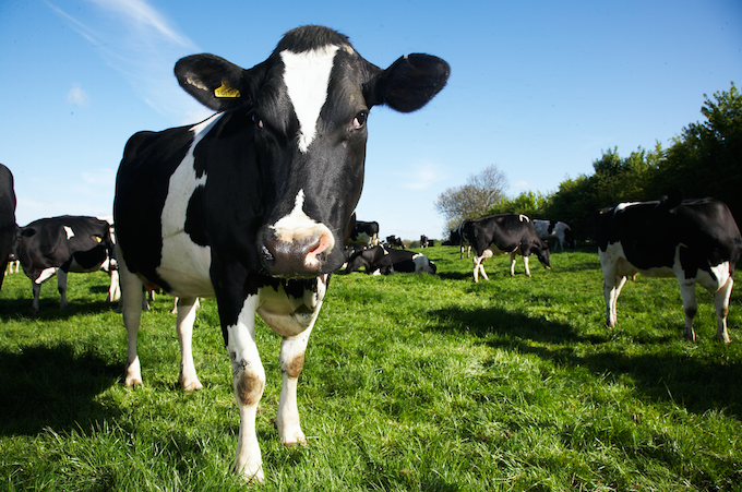 Dairy Crest completes sale of dairies to Muller