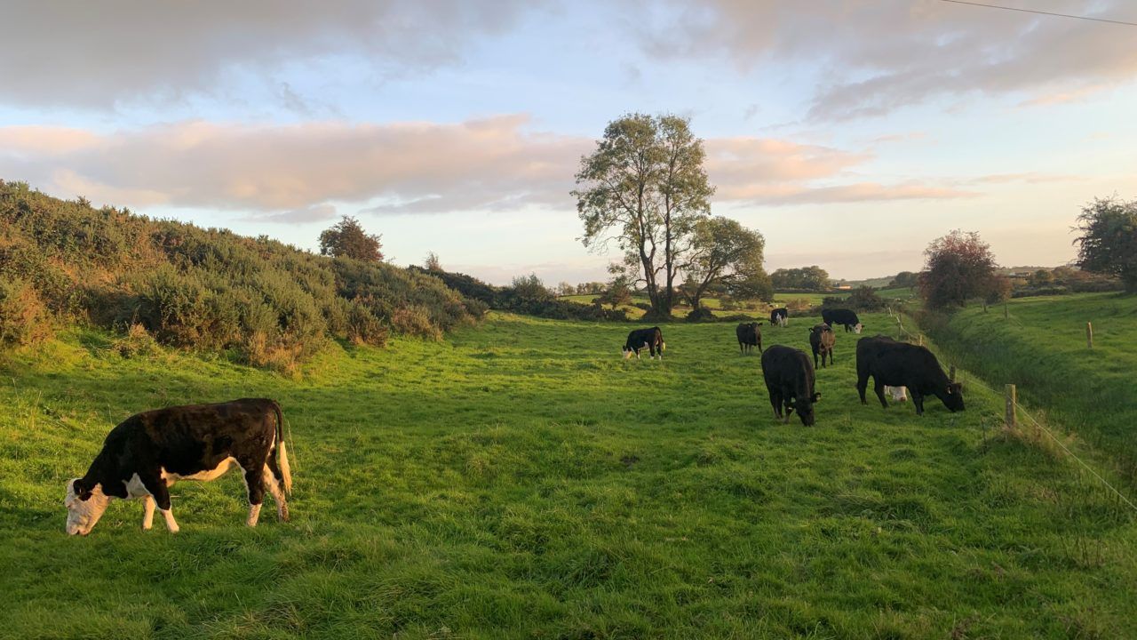 DAERA extends switchover date for new livestock tags