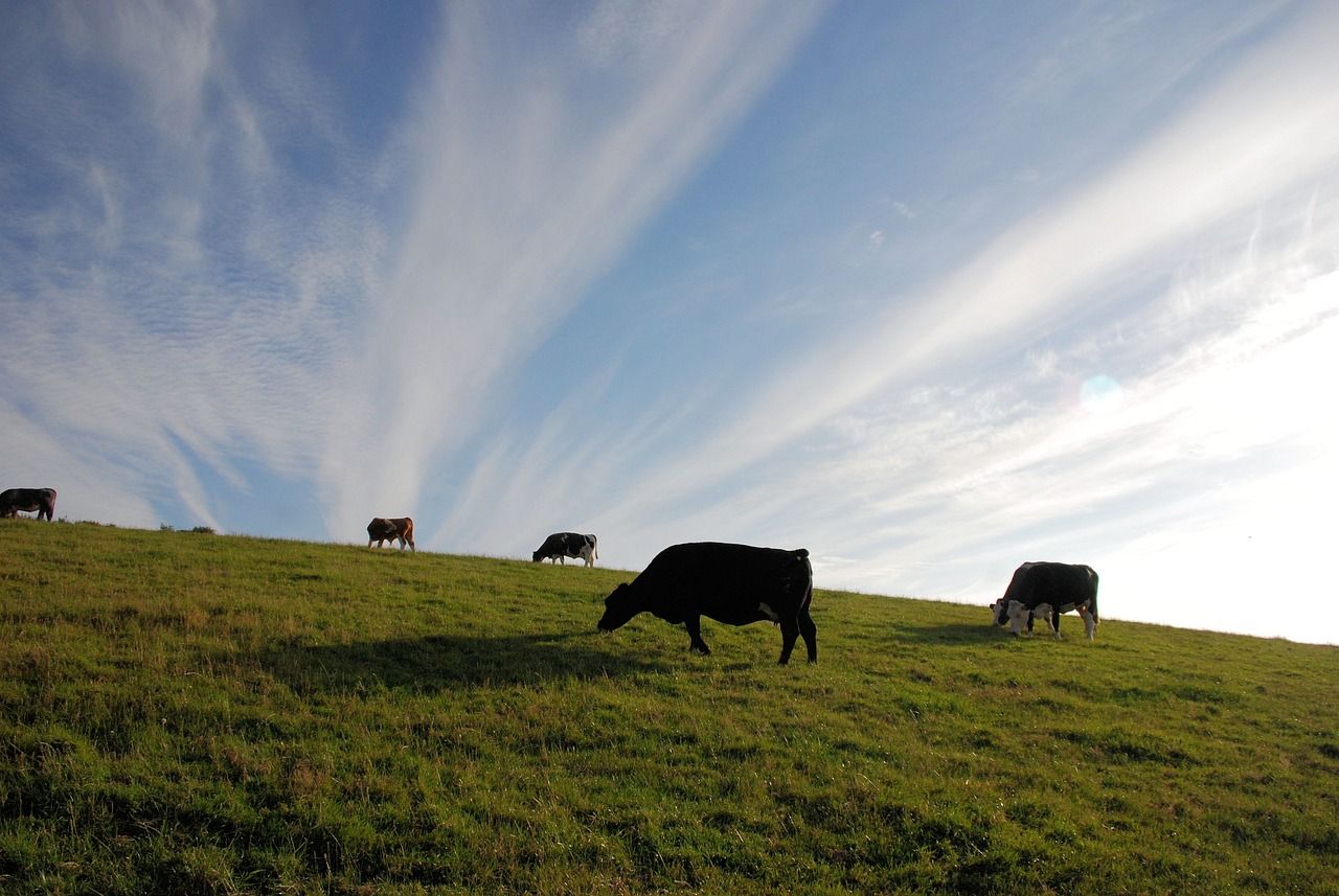Cattle in NI ‘increasingly susceptible’ to BVD – AHWNI