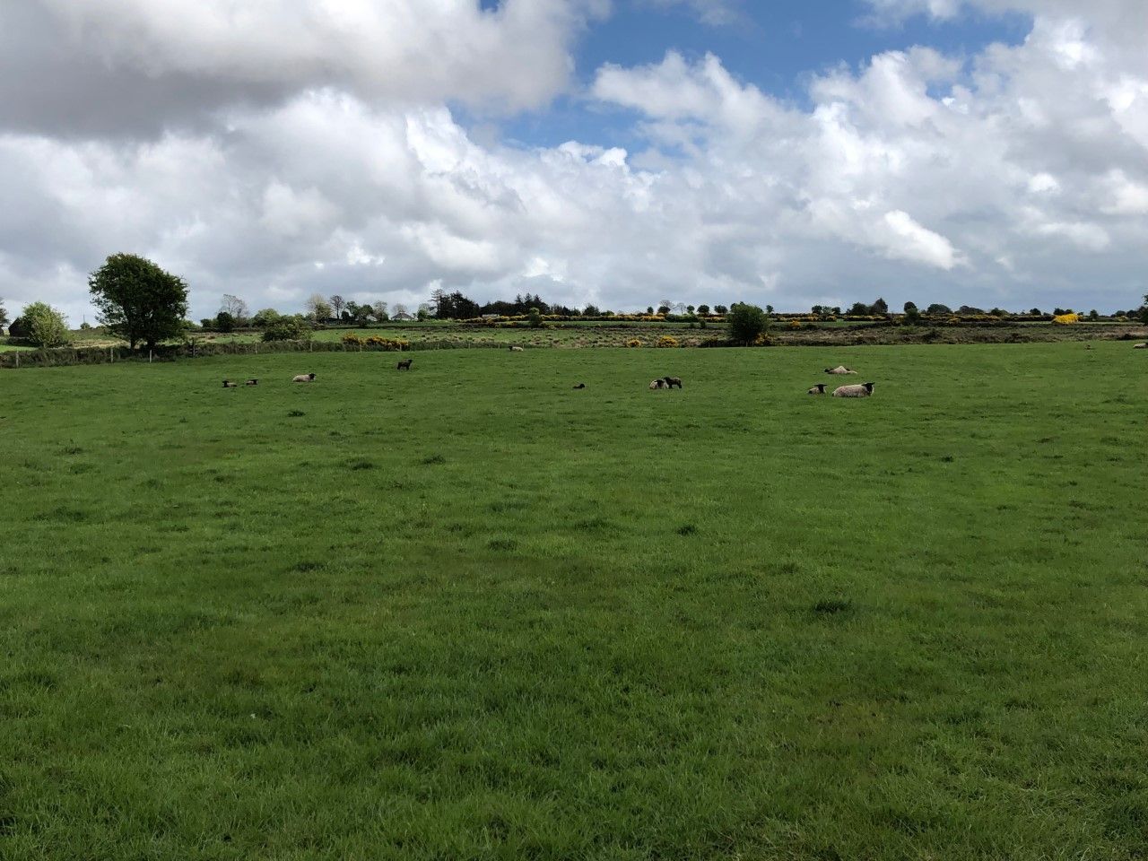 Sheep management: How can I improve grass utilisation on my farm?