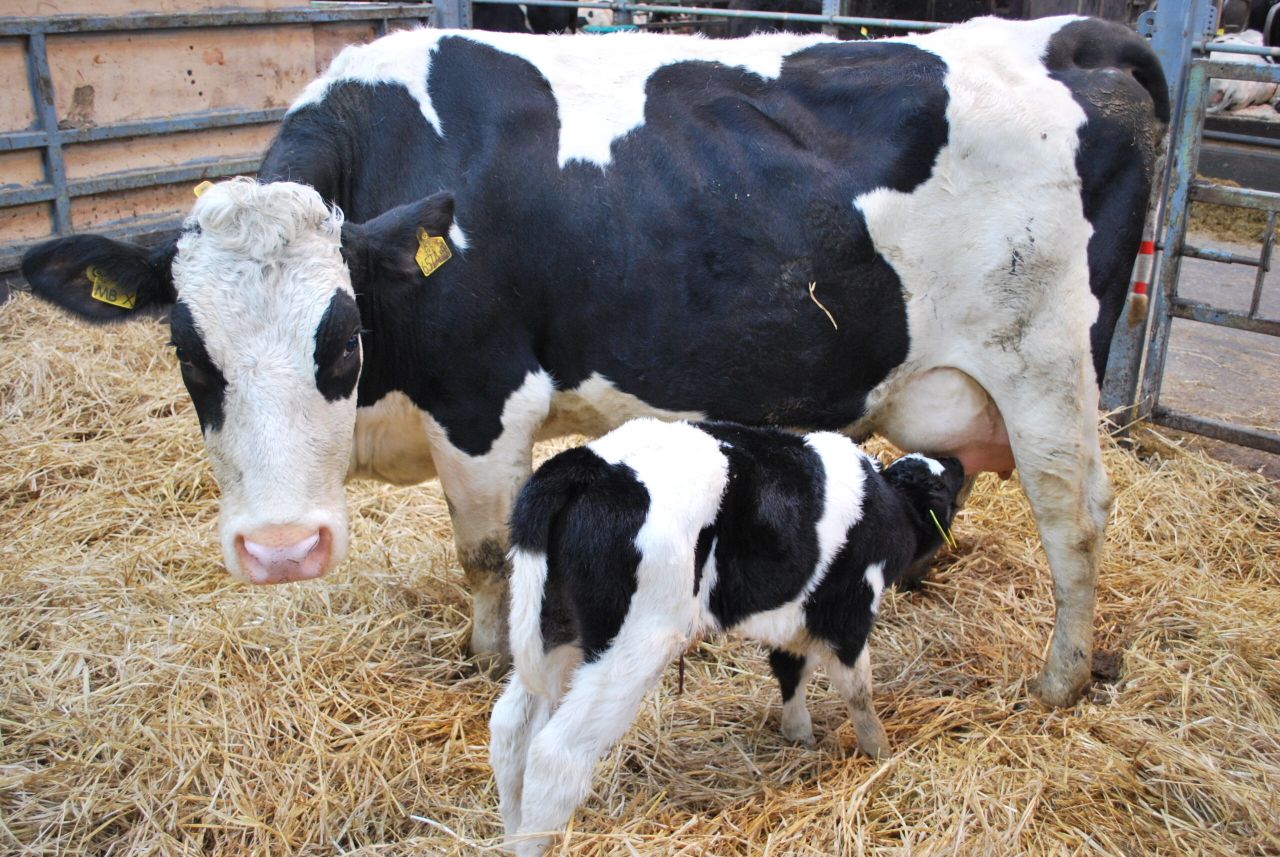 What is Johne’s disease?