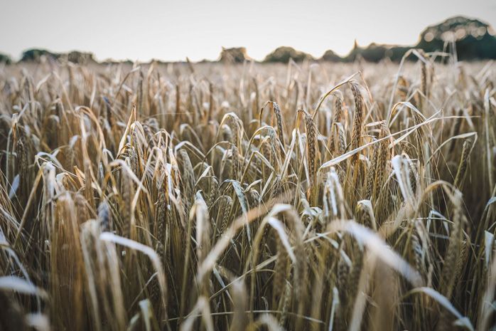 Farmers are invited to free agronomy events across Scotland