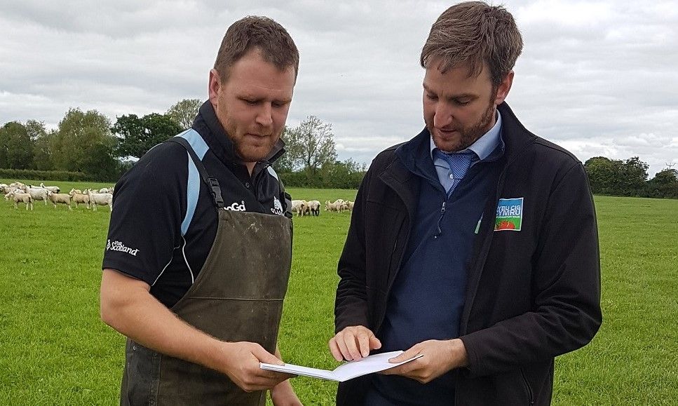 Red Meat benchmarking data released to farmers in Wales