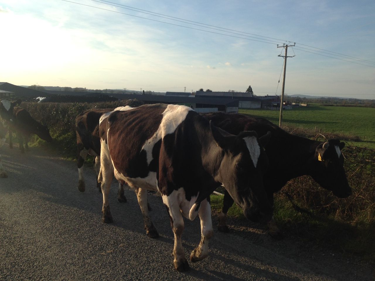 'Herds of 150 cattle or more are 50% more likely to suffer TB outbreak'