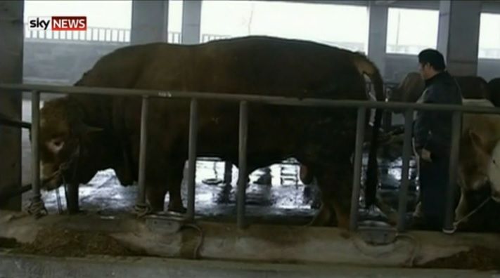 Video: Is this the world's largest bull? He weighs 1,887kg!