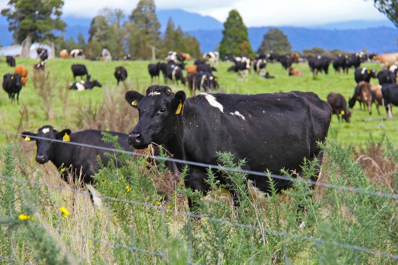 New Zealand to consider separate farm-level levy for methane emissions