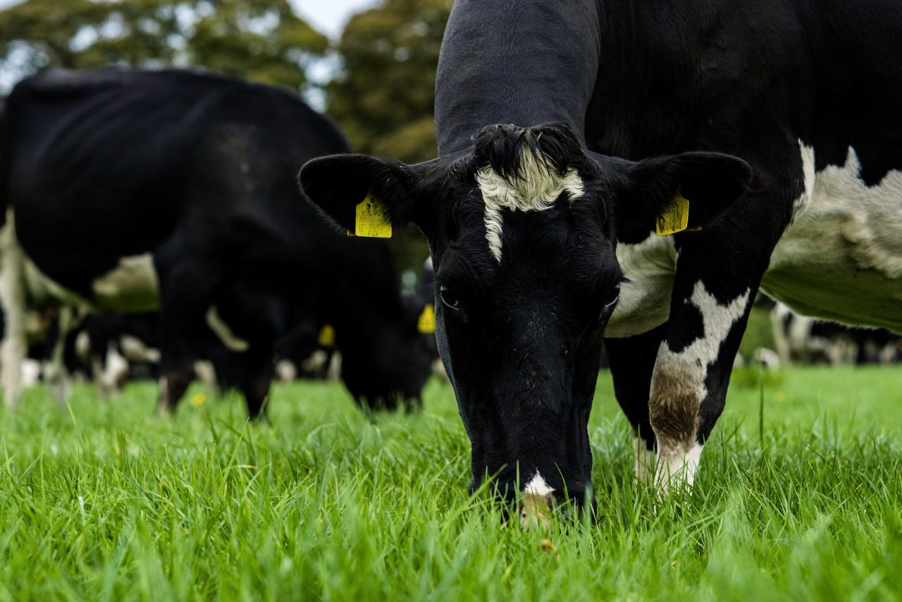 Germinal launches 'climate smart' grass seed products