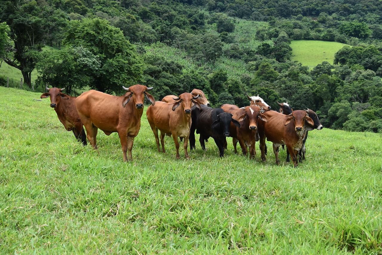 Report: Brazil expected to reach record levels of beef production