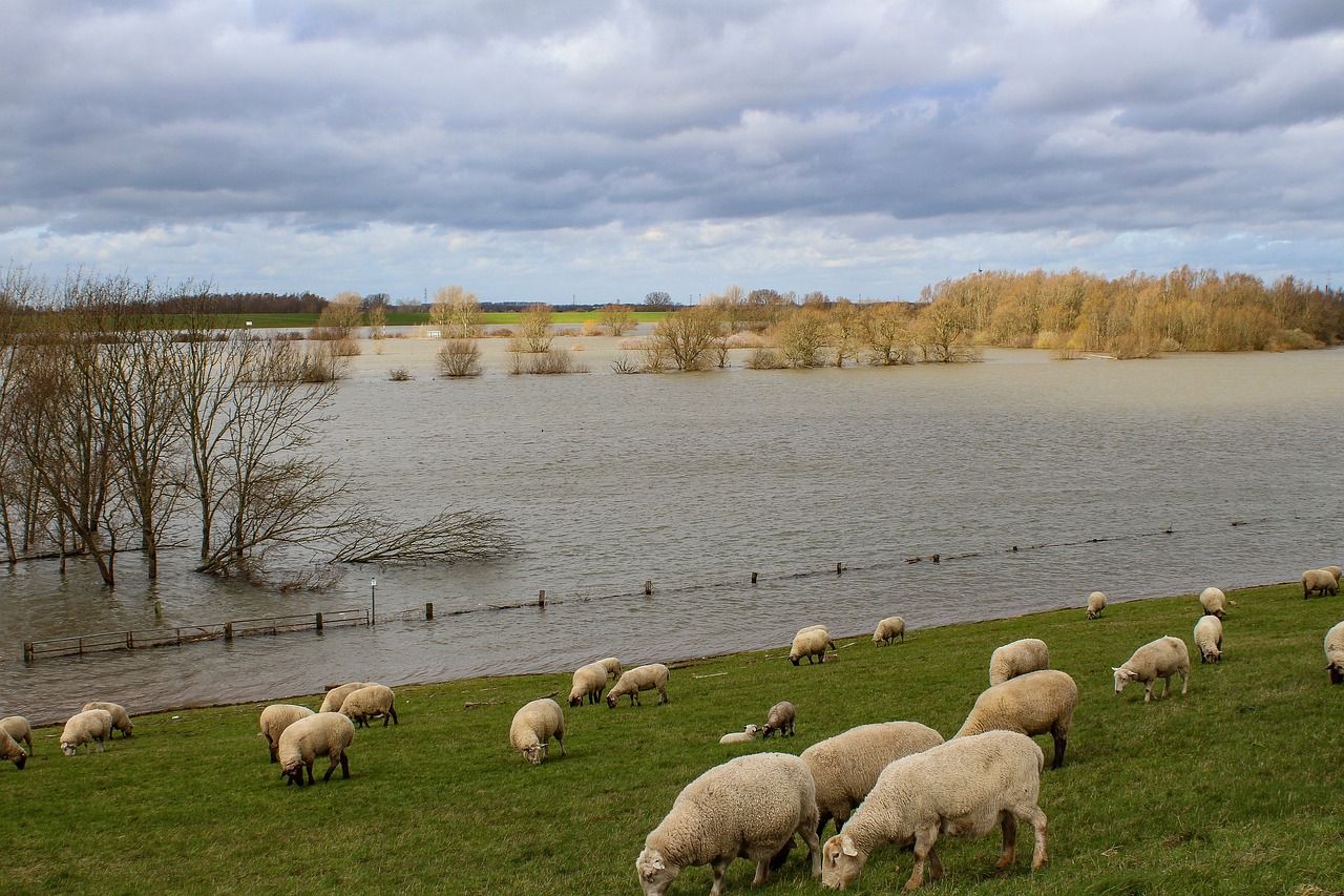 NIFRS rescues 30 sheep from field flooding in Co. Down