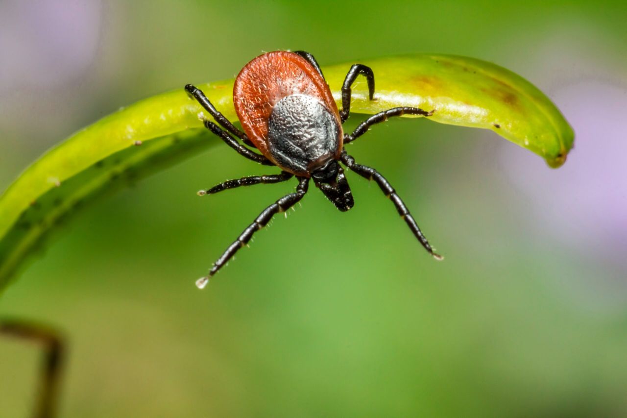 £2.35m in funding to research diseases spread by mosquitoes and ticks