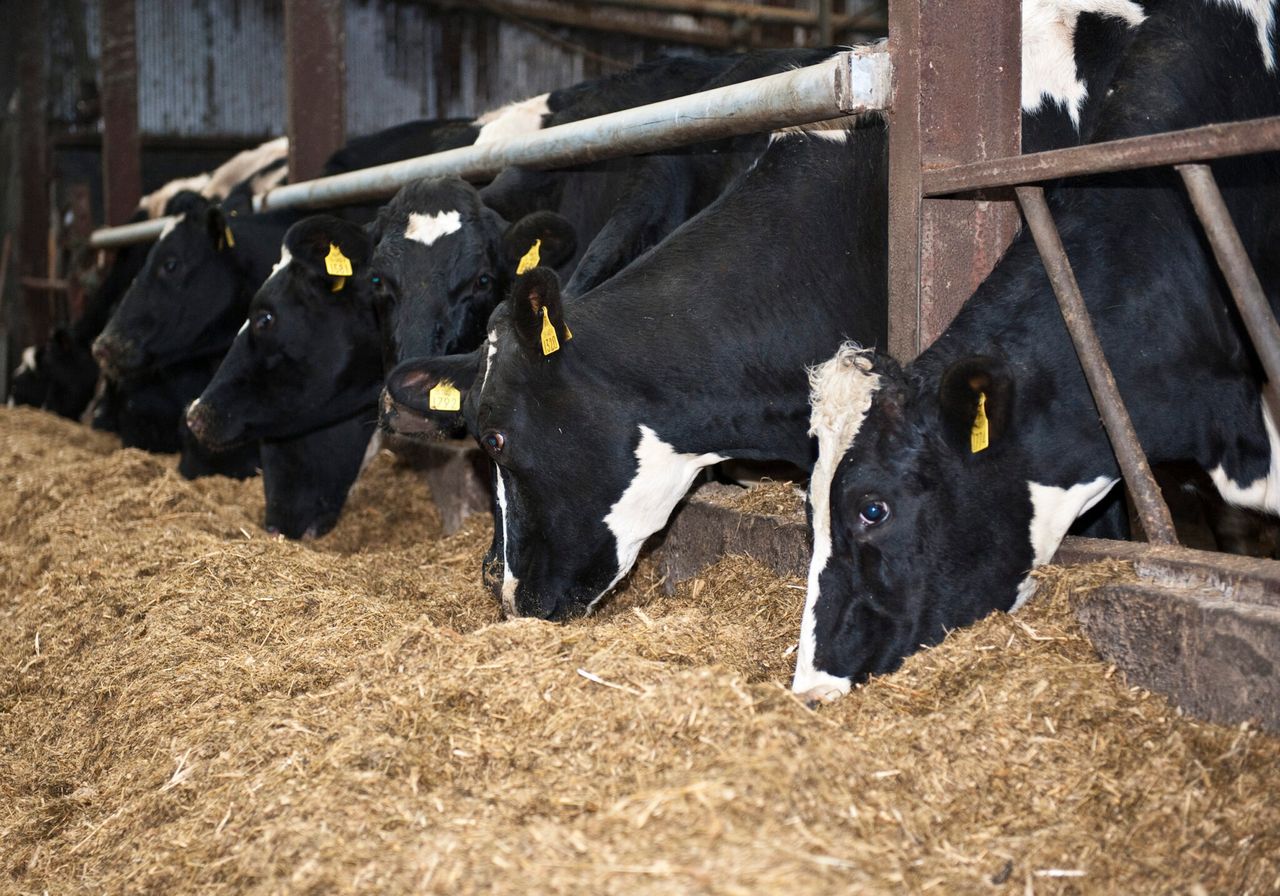Autumn calving: Looking after the freshly calved cow
