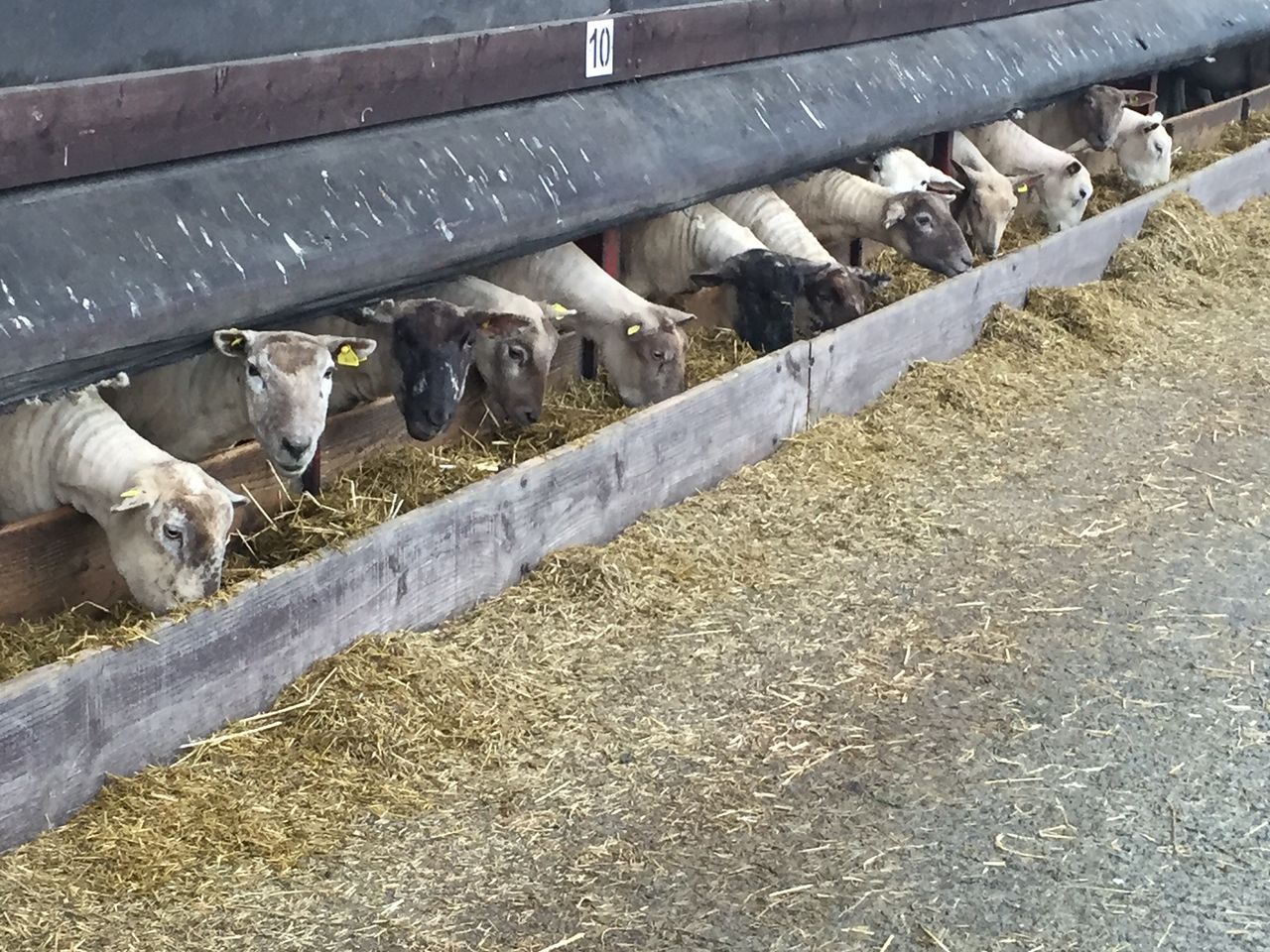 'Sheep farmers need to rethink dosing strategies as resistance is growing'