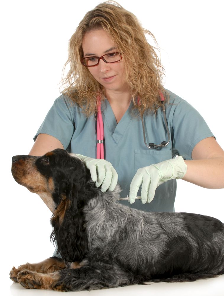 Full enforcement of the law required for imported animals, Veterinary Ireland