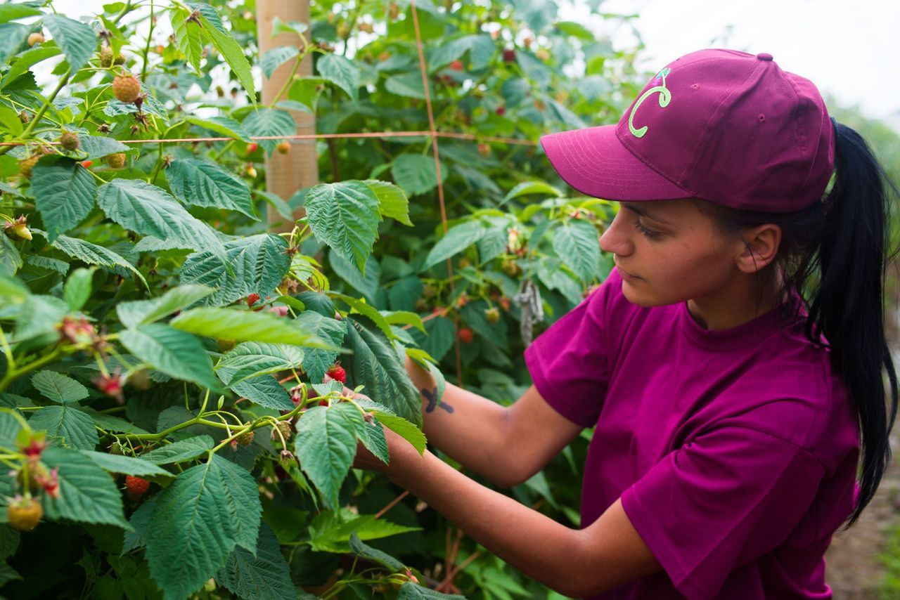 Feed the Nation: 11,000 sign up to 'Land Army' style scheme