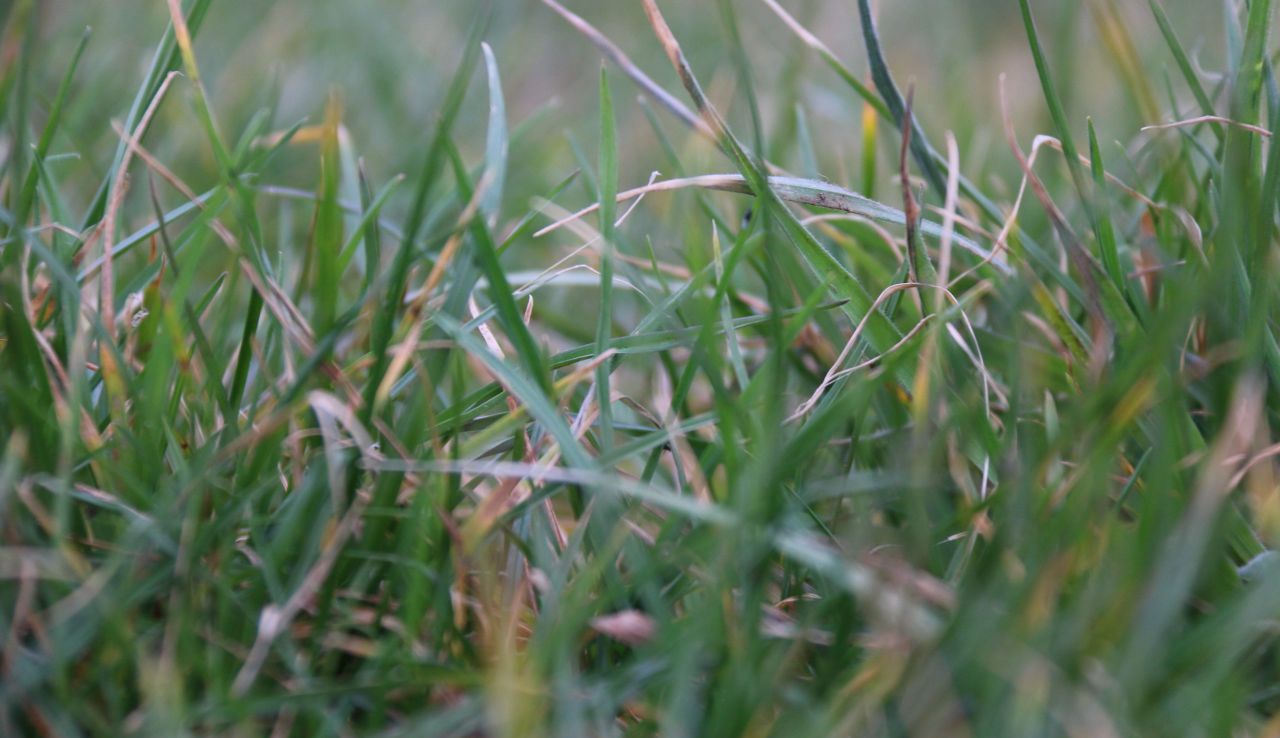Grass growth to drop below average as cold and bright Bank Holiday weekend ahead