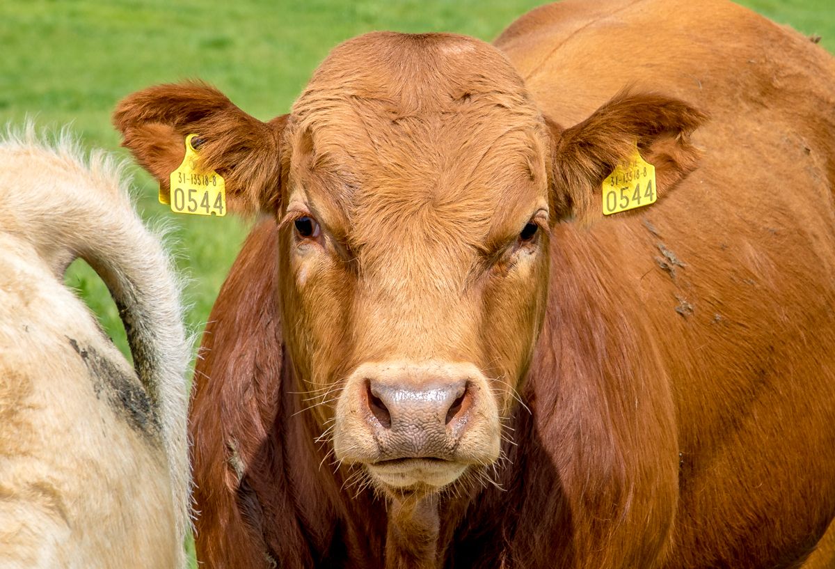 Bull fertility tops agenda at Borders Monitor Farm meeting
