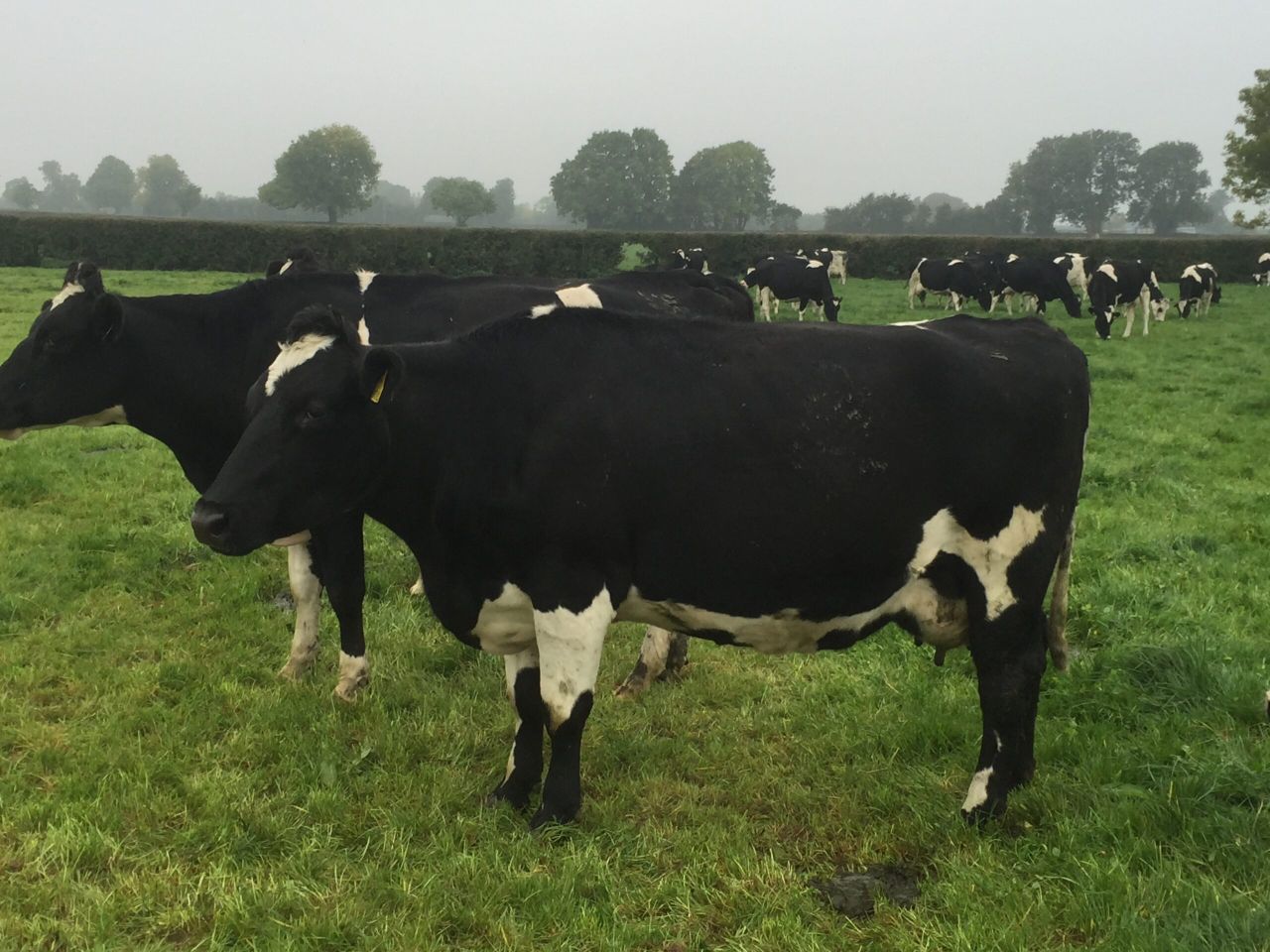 Don’t forget to monitor BSC post calving