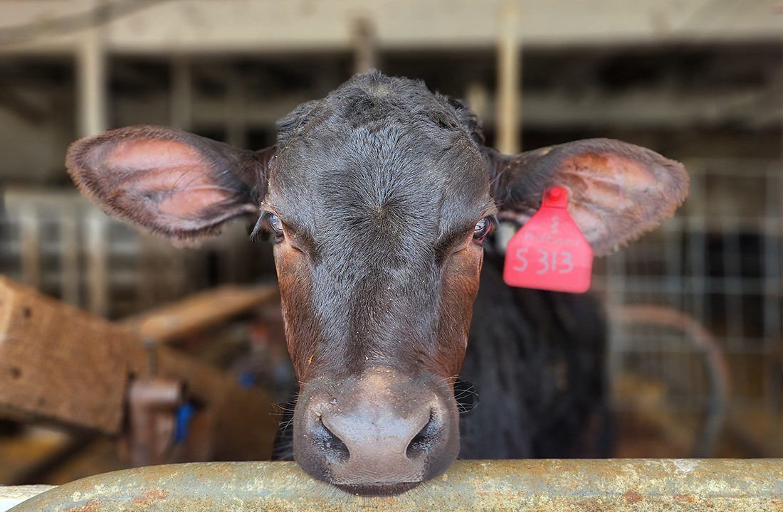 New study shows crossbred calves recover faster from disease