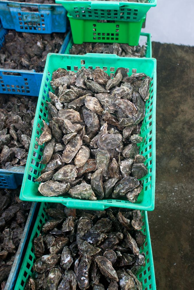 Calls for cross-border approach for oyster farmers