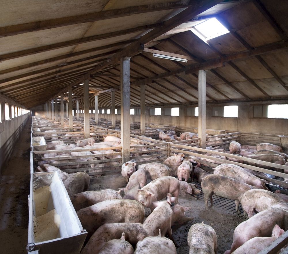 Pig farmers spent €27m to comply with EU regulations which didn't increase productivity