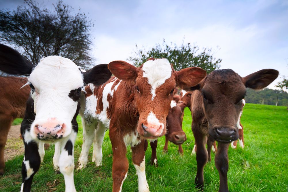 Seasonal calf rearing – meeting the required growth targets