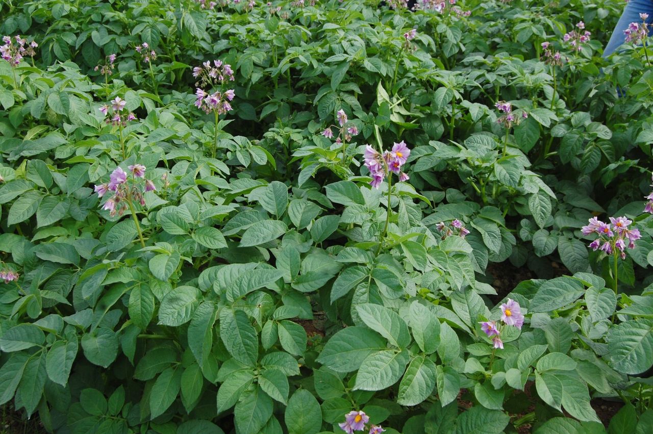 Tillage advice: Maintaining soil nutrient reserves