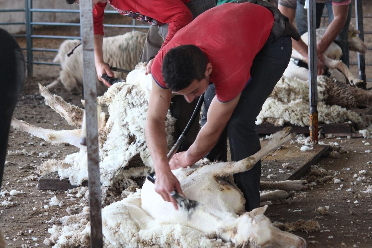 UK sheep sector facing ‘looming animal welfare crisis’ over lack of shearers