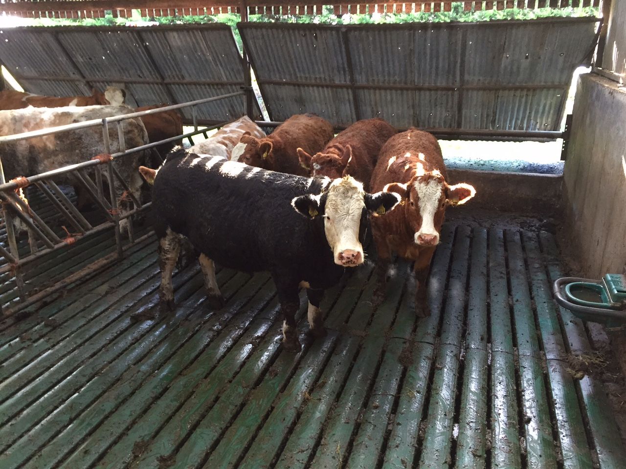 'Ammonia recommendations highlight need to work together'