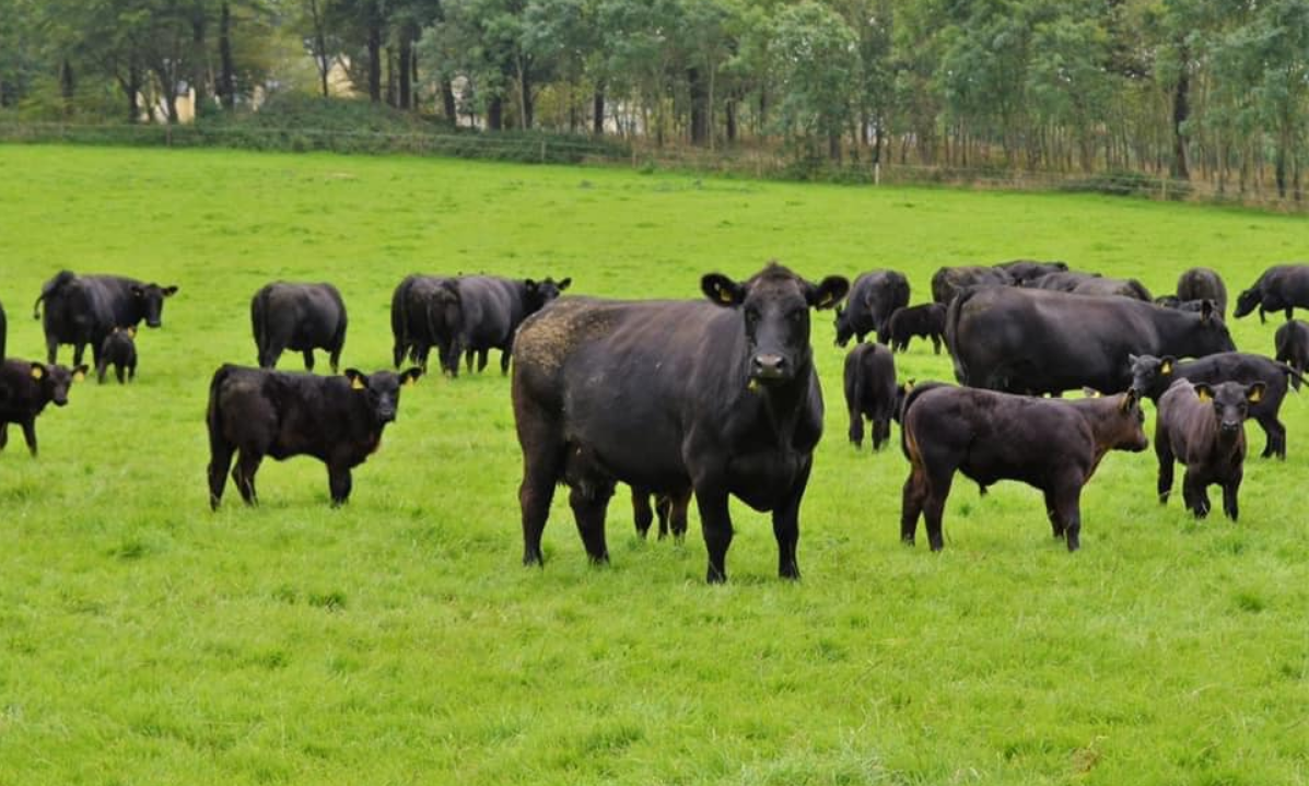 UK Angus society rolls out ‘Type Classification’ for herds
